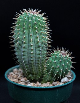 Bushman's Hat - Hoodia Gordonii