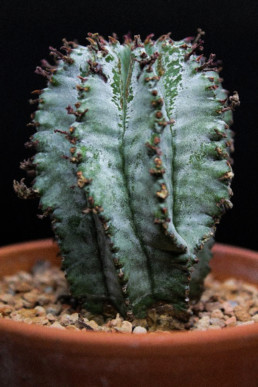 Snowflake - Euphorbia Polygona