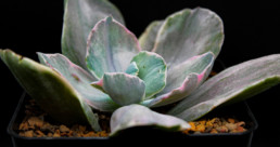 Echeveria ‘Decora’ Variegata