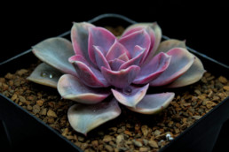 Rainbow - Echeveria