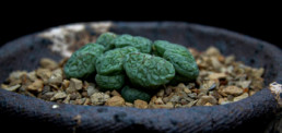 Button Plant - Conophytum Sp.