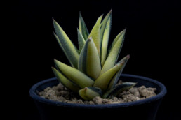 Haworthia Attenuata Var. Glabrata Variegata