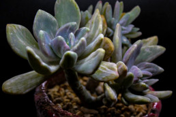 Pachyveria - Pachyveria Pachyphytoides Variegata