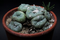 Peyote - Lophophora Williamsii