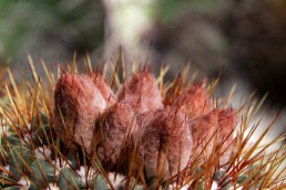 Notocactus - Parodia Roseoluteus